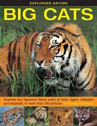 Бумажная книга «Exploring Nature: Big Cats», автор Ронда Клевански - фото №1