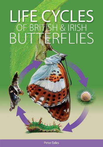 Бумажная книга «Life Cycles of British and Irish Butterflies», автор Питер Илес - фото №1