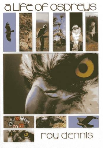 Бумажная книга «A Life of Ospreys», автор Рой Деннис - фото №1