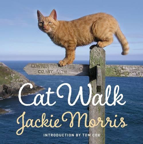Паперова книга «Cat Walk», автор Джекі Морріс - фото №1