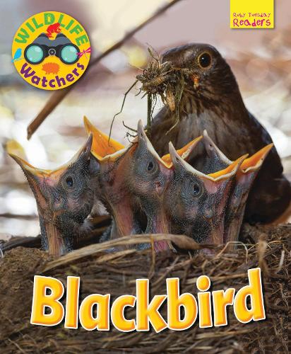 Паперова книга «Wildlife Watchers: Blackbird», автор Рут Оуен - фото №1