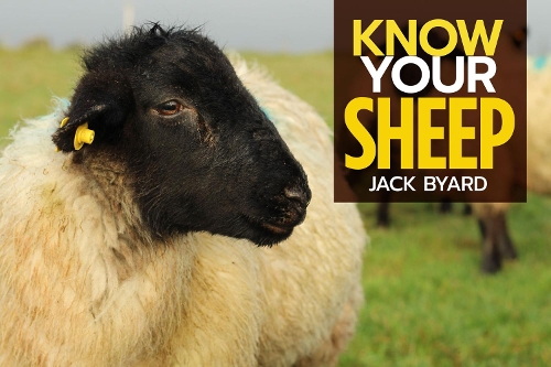 Бумажная книга «Know Your Sheep», автор Джек Байярд - фото №1