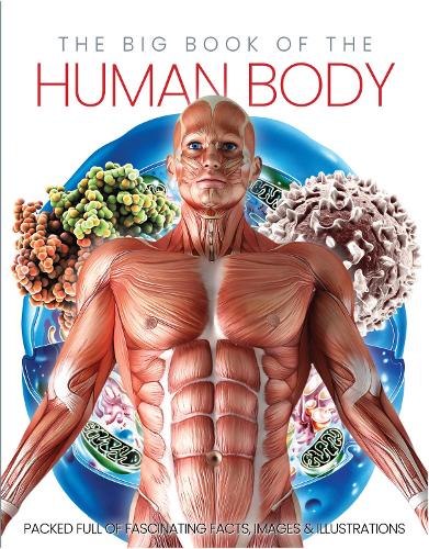 Бумажная книга «The Big Book of the Human body», автор Кэтрин Марш - фото №1