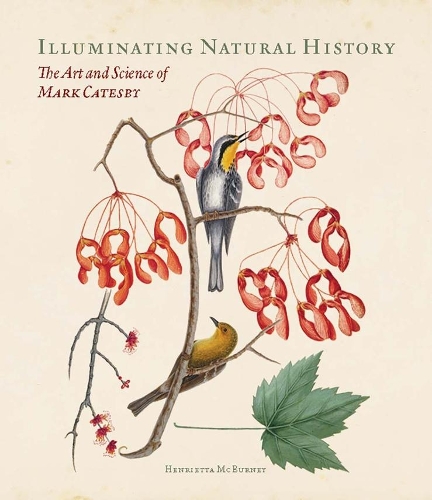 Паперова книга «Illuminating Natural History: The Art and Science of Mark Catesby», автор Генрієтта Макберні - фото №1