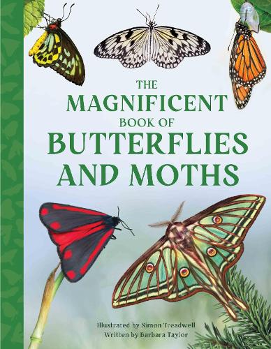 Бумажная книга «The Magnificent Book of Butterflies and Moths», автор Барбара Тейлор - фото №1