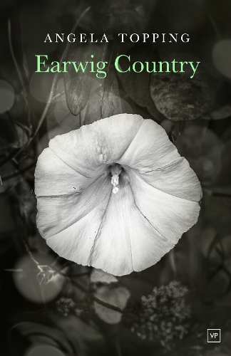 Паперова книга «Earwig Country», автор Анжела Топпінг - фото №1