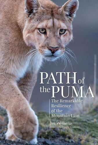 Бумажная книга «Path of the Puma: The Remarkable Resilience of the Mountain Lion», автор Джим Уильямс - фото №1