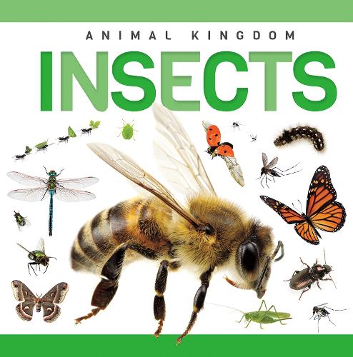 Бумажная книга «Insects», автор Ребекка Филлипс-Бартлетт - фото №1