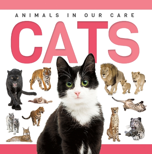 Бумажная книга «Cats», автор Ребекка Филлипс-Бартлетт - фото №1