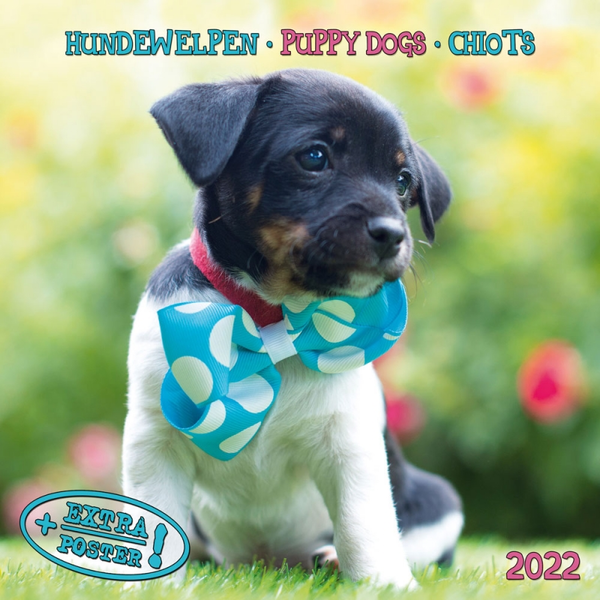 Бумажная книга «Календарь на 2022 Puppy Dogs - Hundewelpen» - фото №1