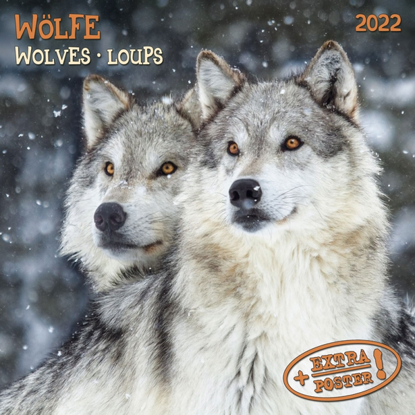 Бумажная книга «Календарь на 2022 Wolves - Wölfe» - фото №1