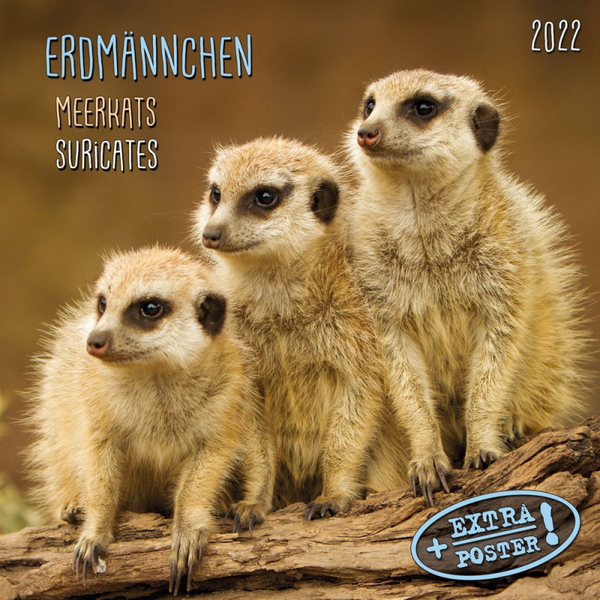 Бумажная книга «Календарь на 2022 Meerkats - Erdmännchen 2022» - фото №1
