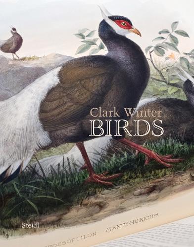 Паперова книга «Birds», автор Кларк Вінтер - фото №1