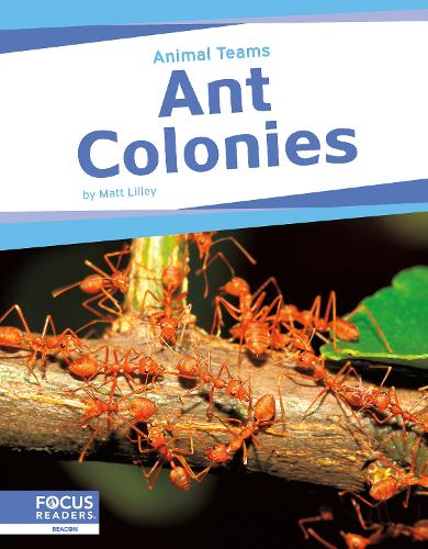 Паперова книга «Ant Colonies», автор Метт Ліллі - фото №1