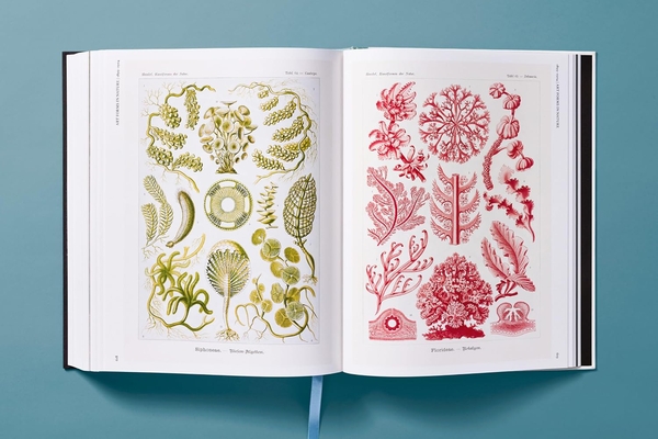 Paper book «The Art and Science of Ernst Haeckel», author Julia Voss - фото №1