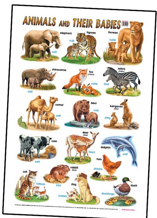 Бумажная книга «Education Charts. Animals And Their Babies» - фото №1