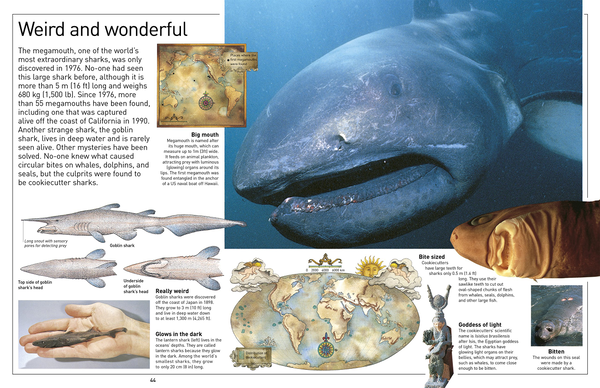 Бумажная книга «Shark» - фото №1
