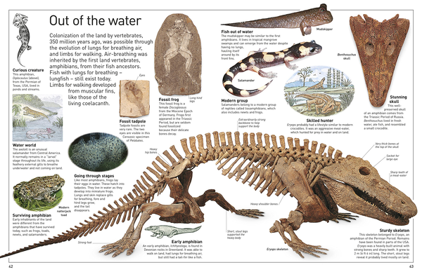 Бумажная книга «Fossil» - фото №1