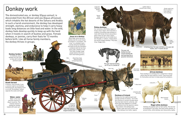 Паперова книга «Eyewitness. Horse», автор Джульєтта Клаттон-Брок - фото №1