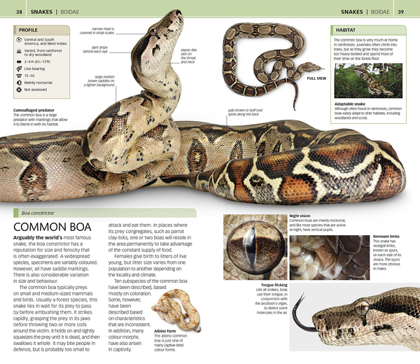 Бумажная книга «Nature Guide Snakes and Other Reptiles and Amphibians. The World in Your Hands» - фото №1