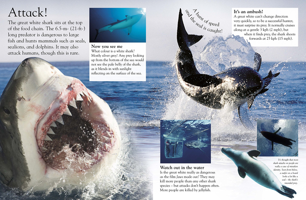 Бумажная книга «Sharks» - фото №1