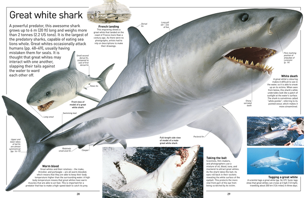 Бумажная книга «Shark» - фото №1