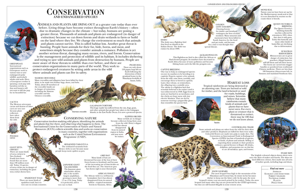 Бумажная книга «Children's Illustrated Encyclopedia» - фото №1