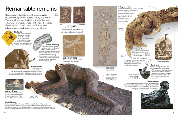 Бумажная книга «Fossil» - фото №1