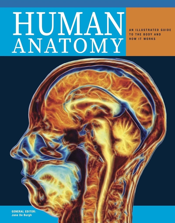Бумажная книга «Human Anatomy: An Illustrated Guide to the Structure and Function of the Body», автор Джейн де Бург - фото №1