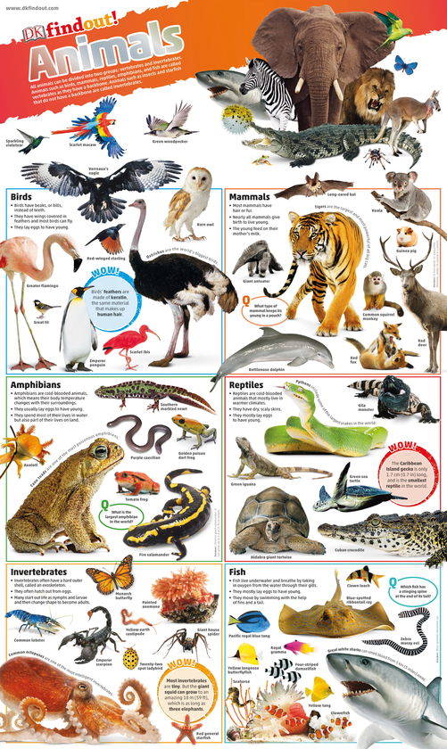 Бумажная книга «DKfindout! Animals Poster» - фото №1