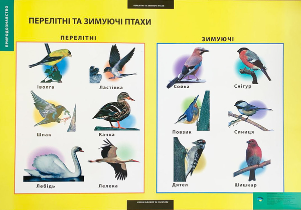 Паперова книга «Перелітні та зимуючі птахи. Плакат» - фото №1
