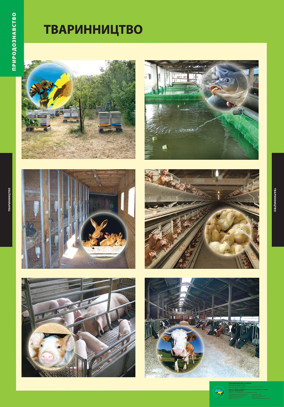 Тваринництво. Плакат