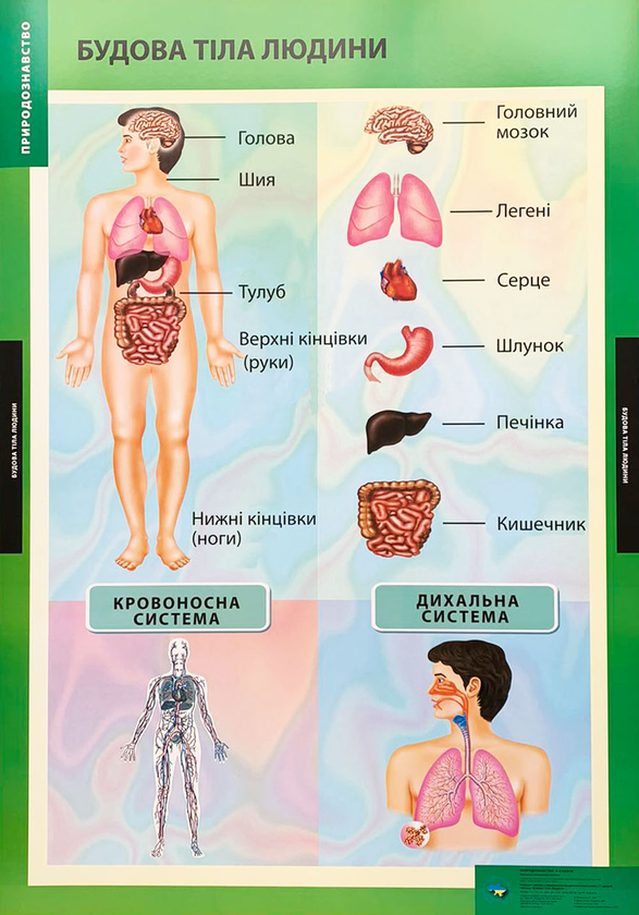 Будова тіла людини. Плакат