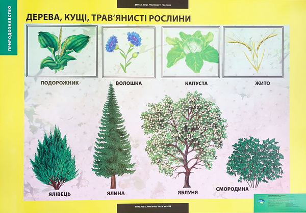 Книга Дерева, кущі, трав'янисті рослини. Плакат