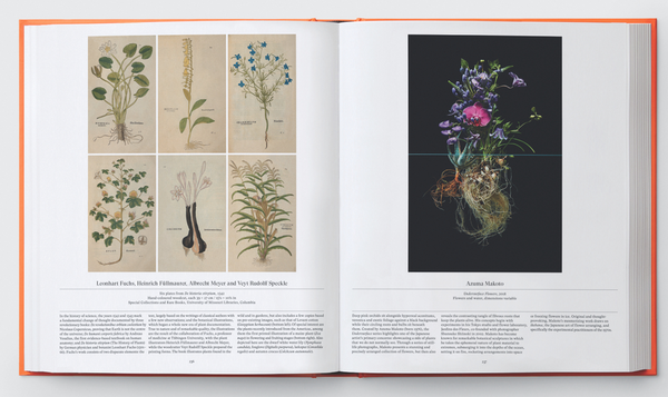 Бумажная книга «Flower: Exploring the World in Bloom» - фото №1