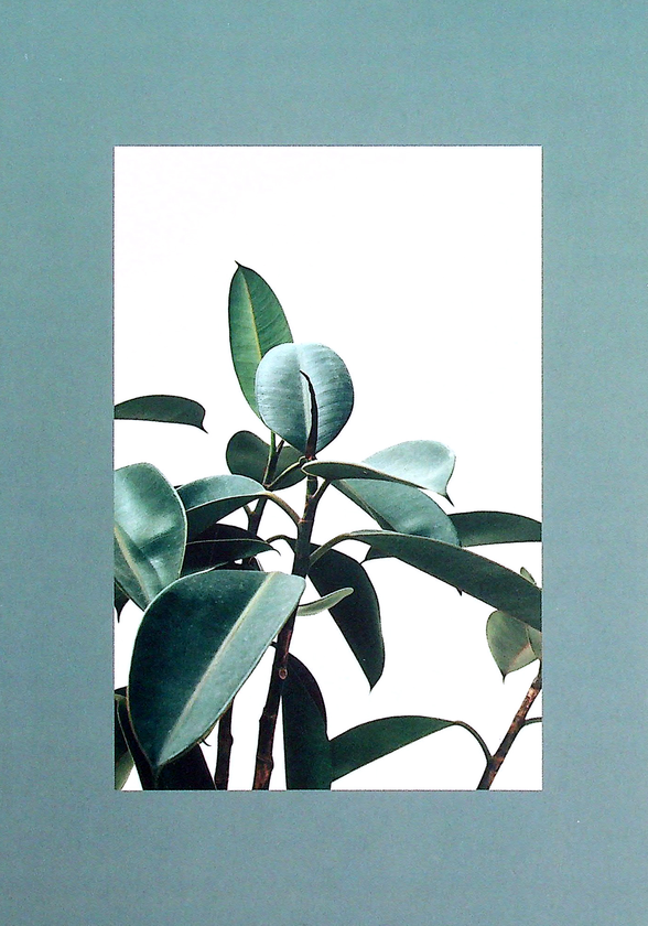 «Блокнот Hod.brand Plants (30030000050)», бренда Hod.brand - фото №1