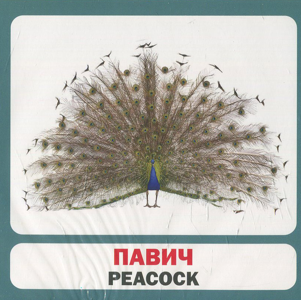 Паперова книга «Птахи / Birds. 17 карток» - фото №1