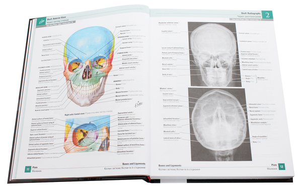 Бумажная книга «Atlas of Human Anatomy / Атлас анатомії людини», автор Фрэнк Неттер - фото №1