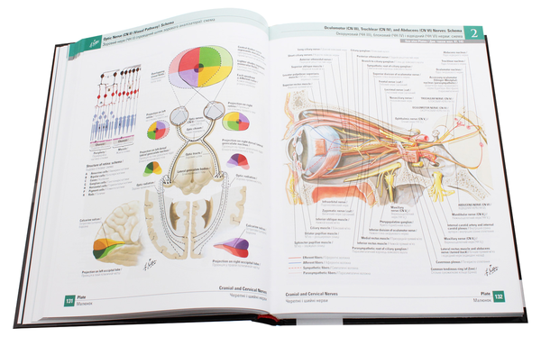 Бумажная книга «Atlas of Human Anatomy / Атлас анатомії людини», автор Фрэнк Неттер - фото №1