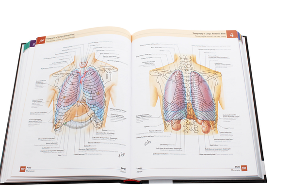 Книга «Atlas of Human Anatomy / Атлас анатомії людини» – Фрэнк