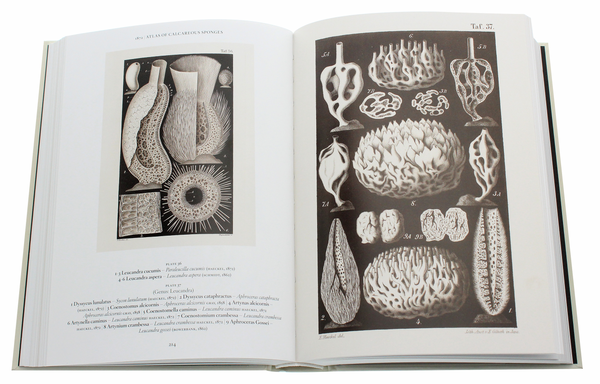 Бумажная книга «Haeckel», авторов Джулия Восс, Райнер Вильманн - фото №1