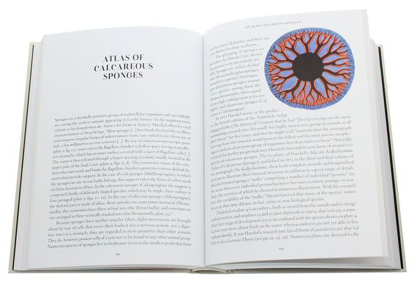 Бумажная книга «Haeckel», авторов Джулия Восс, Райнер Вильманн - фото №1