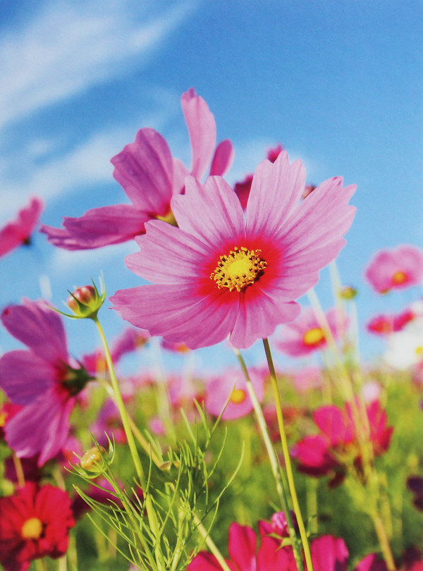 Бумажная книга «Cosmos Flower» - фото №1