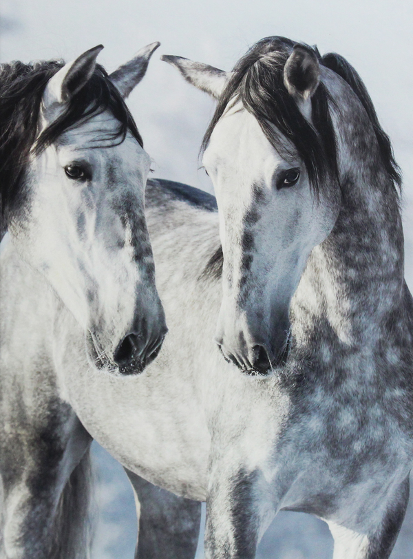 Паперова книга «Magic Horses II» - фото №1