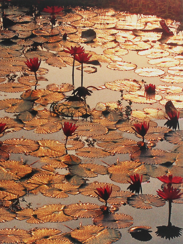 Паперова книга «Lotus Pond» - фото №1
