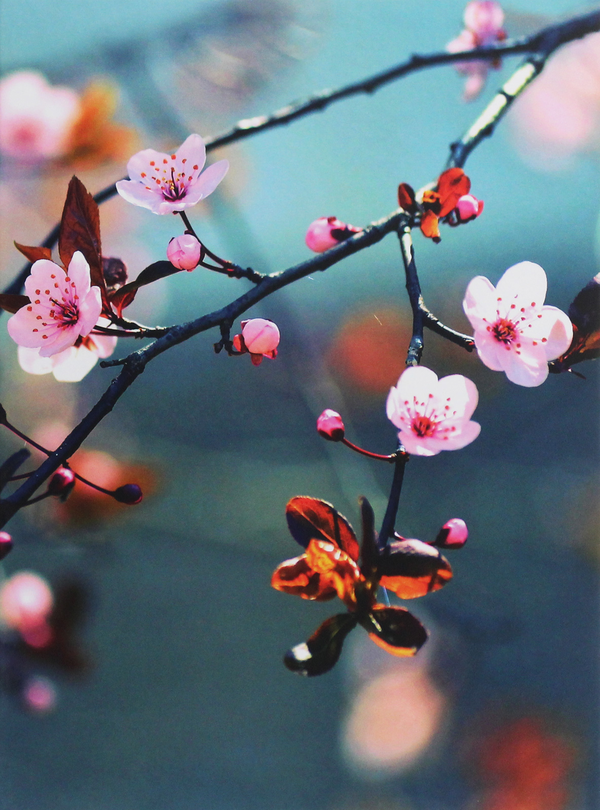 Бумажная книга «Cherry Blossoms» - фото №1