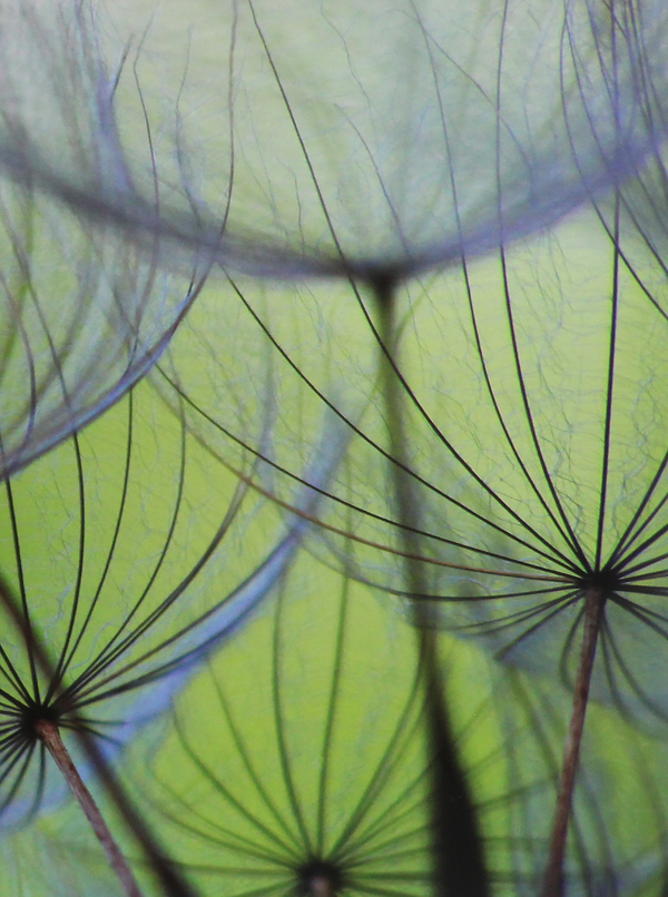 Бумажная книга «Dandelion Seeds» - фото №1