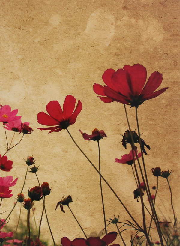 Паперова книга «Poppy Flowers» - фото №1