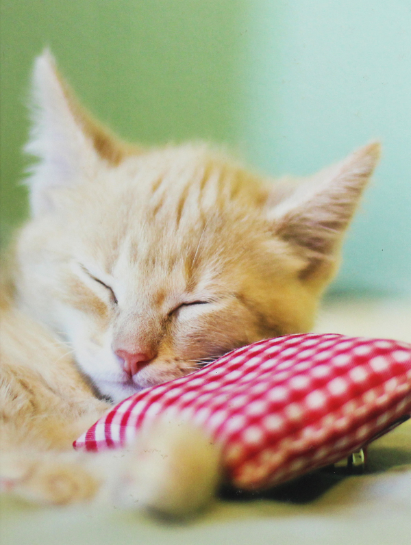 [object Object] «Kitten» - фото №1