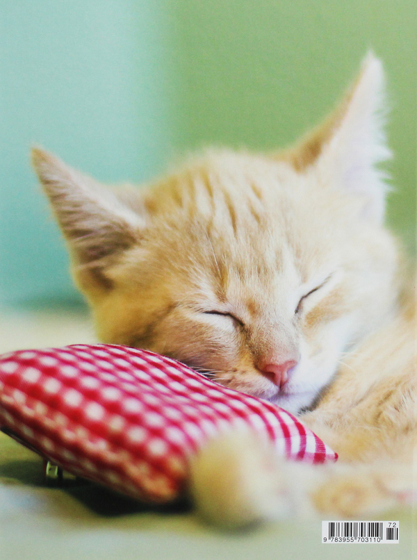 [object Object] «Kitten» - фото №2 - миниатюра